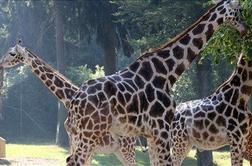 V Živalskem vrtu Ljubljana poginil žirafec Maks