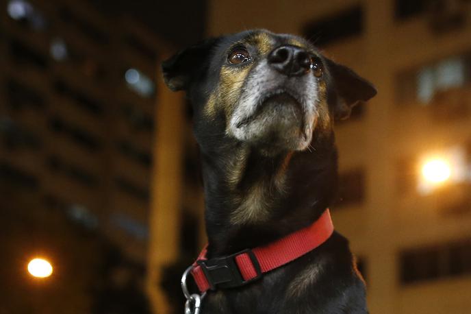 pes lajež | Fotografija je simbolična. | Foto Reuters