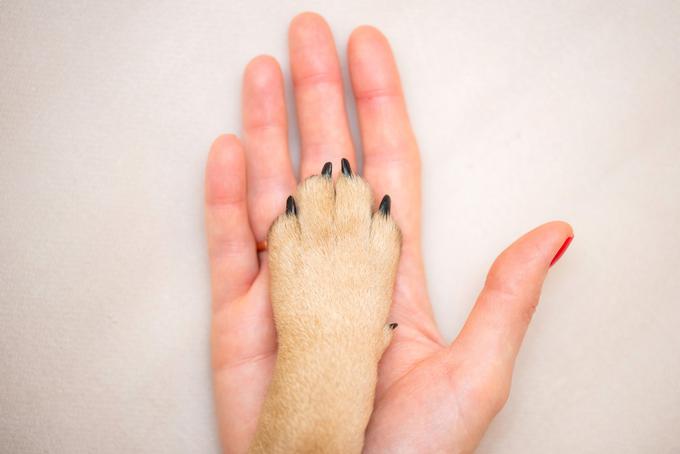 pes kuža hišni ljubljenček | Foto: Shutterstock