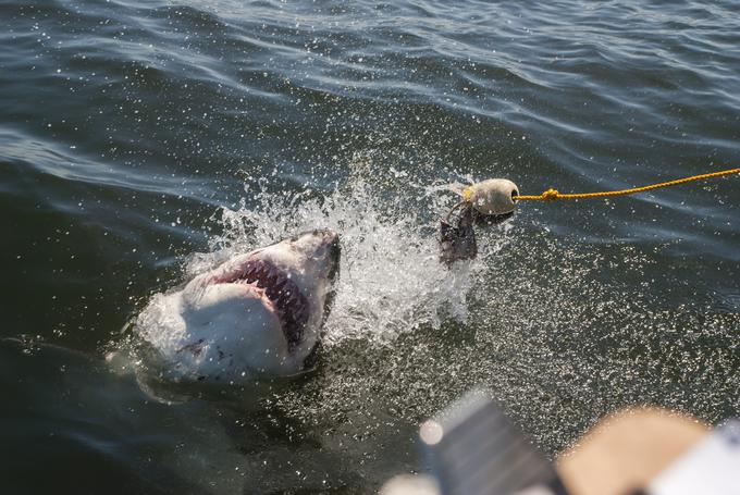 morski pes | Foto: Getty Images
