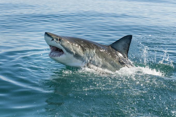 Od 28 vrst morskih psov je v Jadranskem morju človeku nevaren le veliki beli morski pes. | Foto: Getty Images