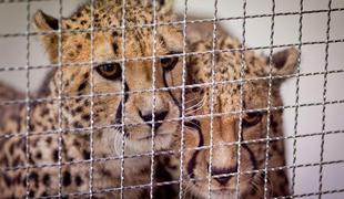 Je kriza udarila tudi v ljubljanskem živalskem vrtu?