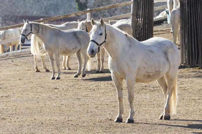 Kobilarna Lipica | Kobilarna Lipica je imela konec lanskega novembra v oskrbi 377 konj, ki so v lasti države. | Foto STA