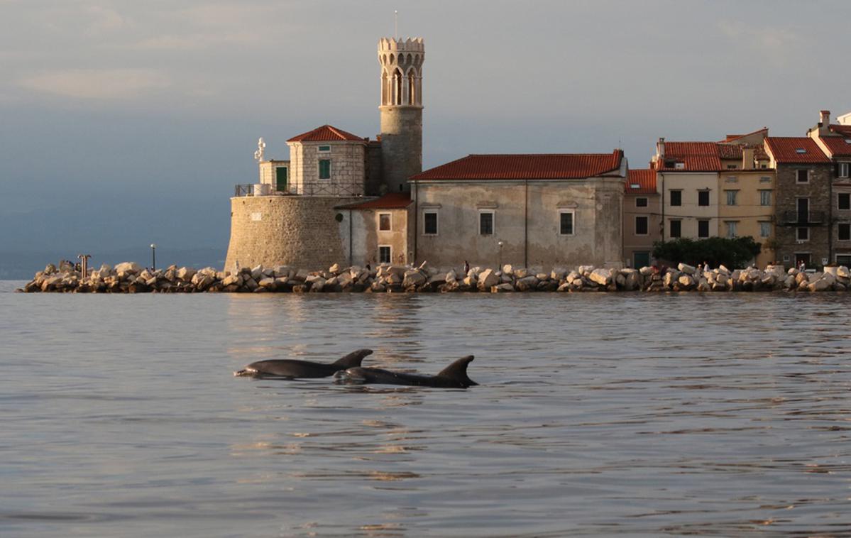 morigenos delfini | Foto Foto: Ana Hace, društvo Morigenos