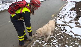 Kako je videti izpit za reševalnega psa? #video