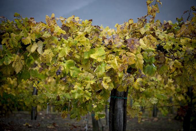 Vinagovi vinogradi v Košakih so po pozebi v dokaj dobrem stanju, medtem ko so jo slabše odnesli vinogradi v Jarenini in Svečini. | Foto: Ana Kovač