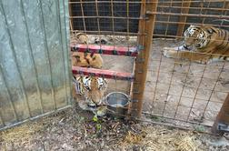 Rešil in v okolici Vrhnike naselil tri sibirske tigre #foto #video