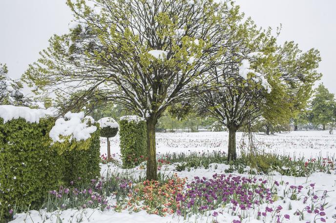 Arboretum v snegu | Foto Matej Leskovšek