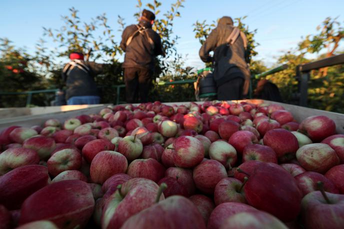 Jabolka | Na Otoku so zaradi pomanjkanja delavcev letos morali zavreči na tone sadja in zelenjave. To število je ekvivalentno 16 milijonom jabolk. | Foto Reuters