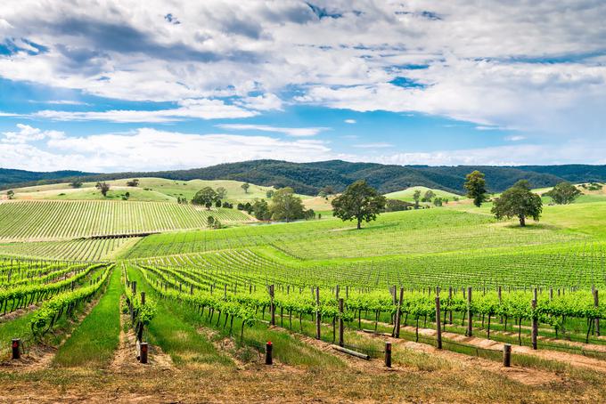 Dolina Barossa, vinogradniška zibelka Avstralije | Foto: AdobeStock | Foto: 