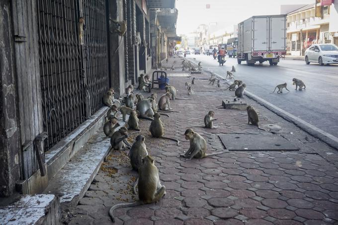 Opice je nemogoče nadzorovati.  | Foto: Getty Images