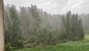 Šokantni podatki: v gozdovih že več kot 350 tisoč kubičnih metrov podrtega drevja