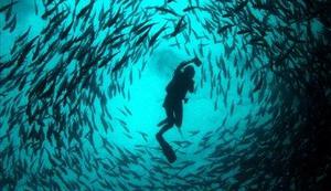 V oceanih vse manj plenilskih rib