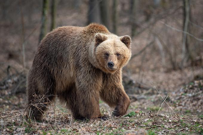 Da je upravno sodišče 23. maja ustavilo izvajanje odločbe o odstrelu medvedov v tem letu, so danes sporočili iz nevladne organizacije Alpe Adria Green. Ob tem so navedli, da so lovci navkljub vloženi tožbi odstrel medvedov že izvedli. | Foto: Shutterstock