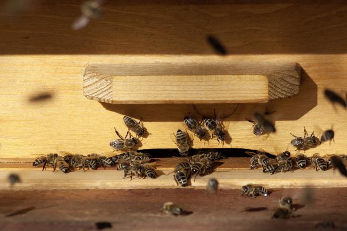 čebelnjak | Maj je za čebelarje eden najbolj medovitih mesecev. | Foto Pixabay