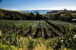 Novozelandci subvencionirajo dietna vina