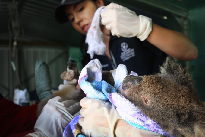 koala | Foto: Getty Images