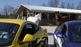 Ford2 dirka pony mustang