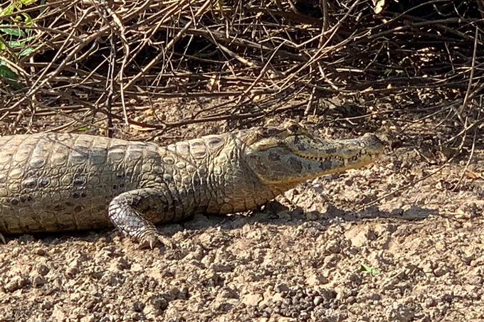 Na krokodila ali njegovo bolj nevarno različico črnega kajmana naletite na vsakih nekaj metrov. Kljub temu so človeku nenevarni, če jih seveda pustite pri miru.  | Foto: Rajko Gerič