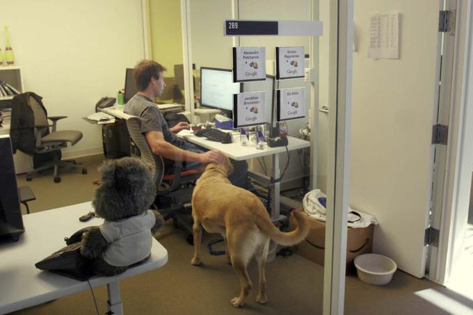 Menda ni nič nenavadnega, če na sedežu Googla srečamo psa, saj imajo v podjetju ohlapna pravila glede tega, koliko nog lahko ima tisti, ki zaposlenemu med delovnim dnem dela družbo.  | Foto: Reuters