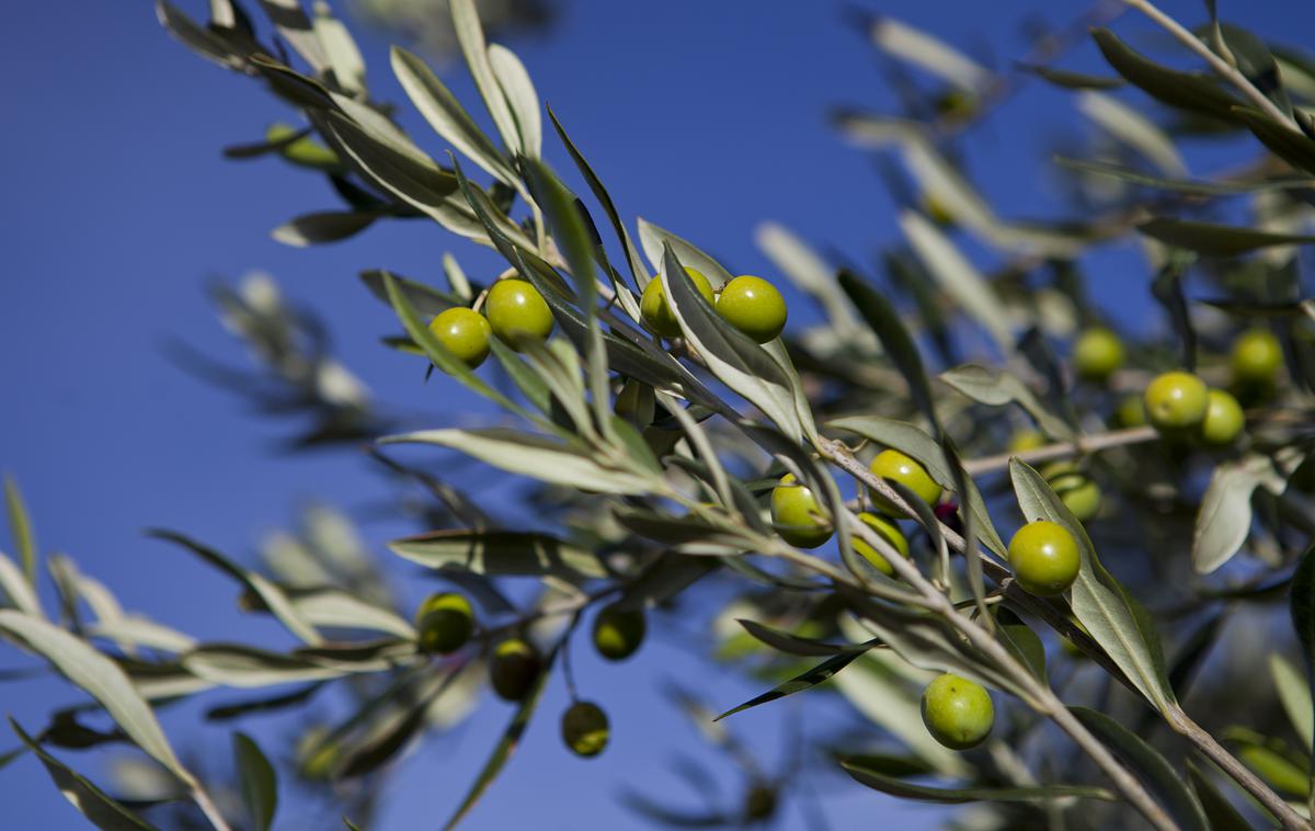 oljka, oliva, olive | Foto Matjaž Tavčar