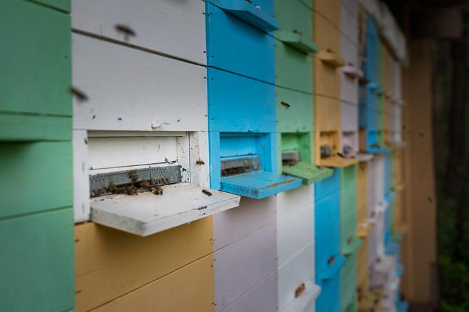 Kristalizirani med povzroča težave tudi čebelam in lahko povzroči propad cele čebelje družine. | Foto: Matjaž Vertuš