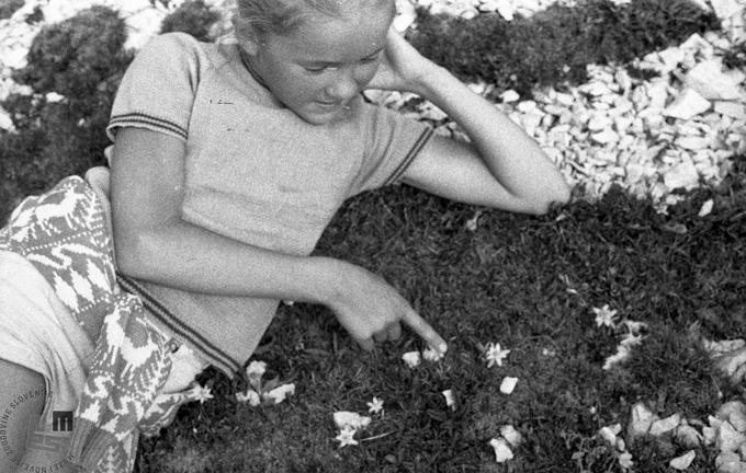 Deklica občuduje nasad planik. Foto: Edi Šelhaus | Foto: Muzej novejše zgodovine Slovenije