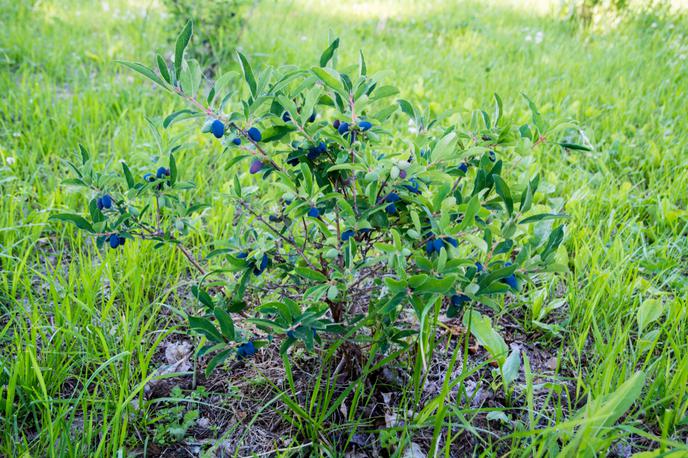 sibirska borovnica | Grmiček sibirske borovnice lahko obrodi od 2.5 do 8 kilogramov plodov v eni sezoni. | Foto Shutterstock