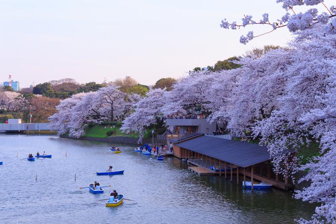 tokio češnje cvetje park japonska | Foto: 