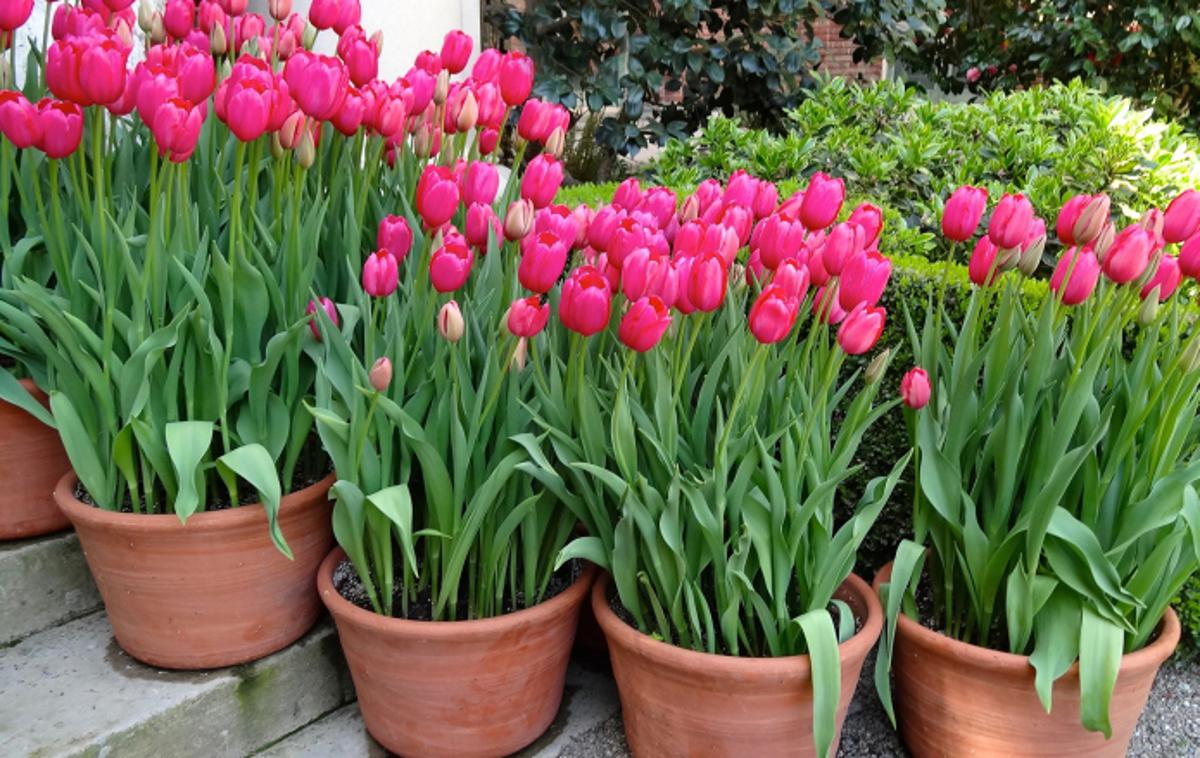 tulipani rože cvetje | Foto Thinkstock