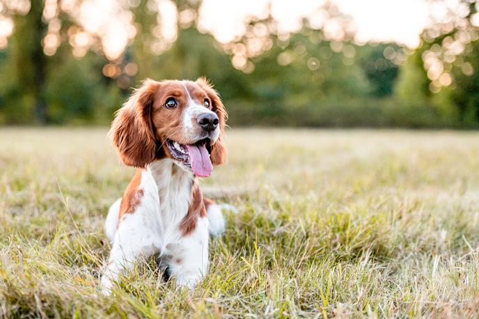 kuža, pes, žival, valižanski špringer španjel | Foto Shutterstock
