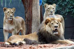 Preplah: iz živalskega vrta pobegnilo pet levov