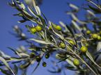 oljka, oliva, olive