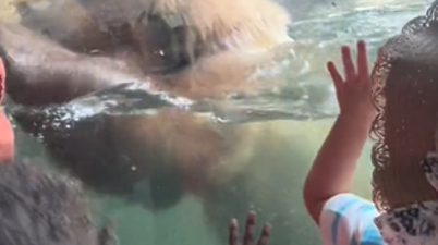 Drama v živalskem vrtu. Otroci so kričali: Ne, ne, ne! #video