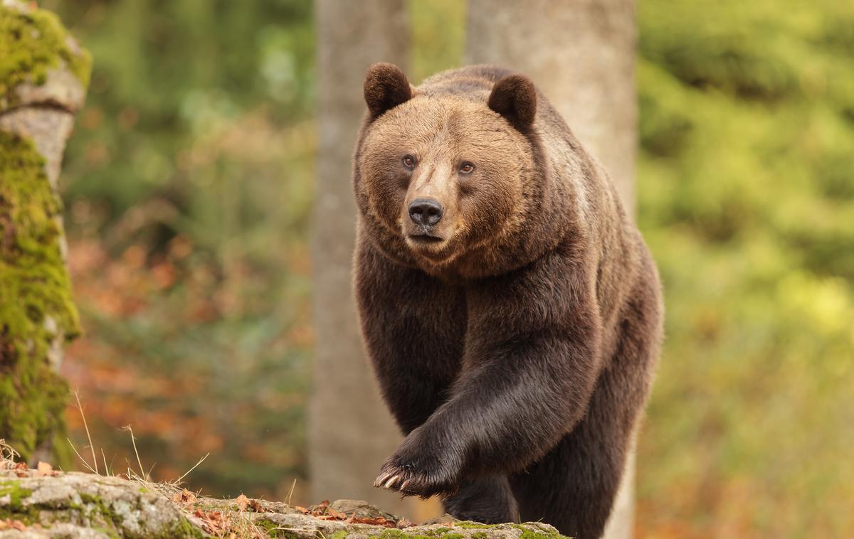 Medved | Letošnji predlog za odstrel je sicer v primerjavi z lanskim, ko je bilo iz narave odvzetih 230 medvedov, po navedbah pristojnih nižji, k temu pa so botrovali zadovoljivi rezultati uravnavanja populacije v lanskem letu. | Foto Shutterstock