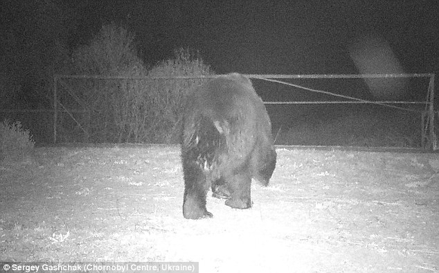 Na območje se je po tem, ko so ga zapustili ljudje, okrog leta 2014 vrnil celo rjavi medved, ki ga v regiji prej niso opazili več kot sto let. | Foto: 