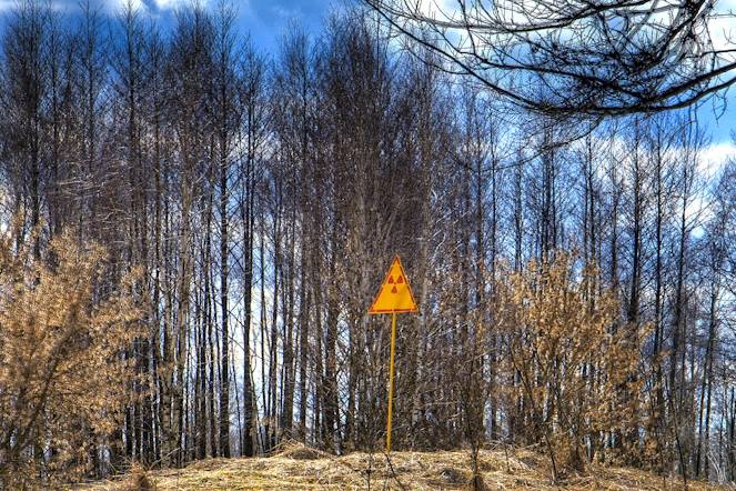 Uničevalno moč atoma je po nesreči v Černobilu izkusila tudi narava. Več kot štirje kvadratni kilometri borovega gozdu v bližini mesta Pripjat so se v tednih po nesreči obarvali rdeče in odmrli. Tako imenovani Rdeči gozd je še danes eno najbolj radioaktivno onesnaženih mest na svetu. | Foto: 