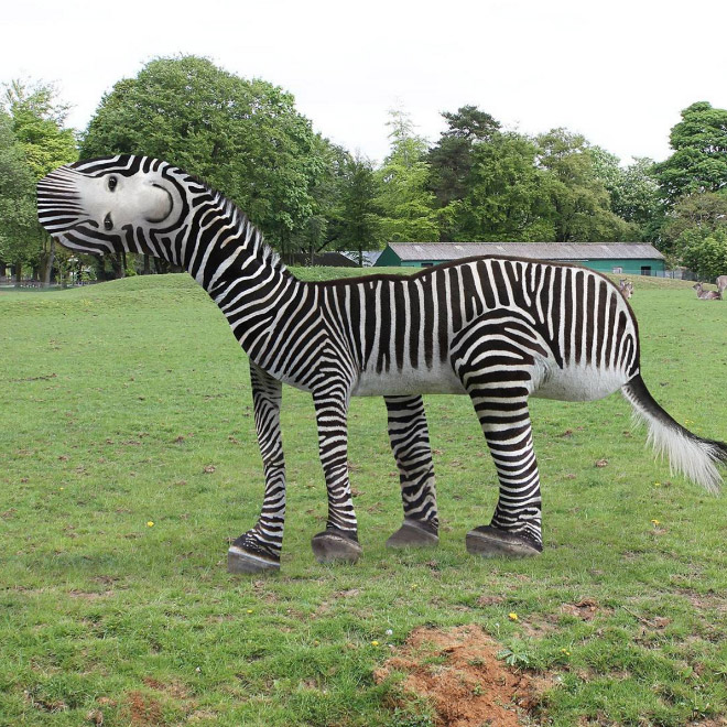 Zebra | Foto: Instagram/Getty Images