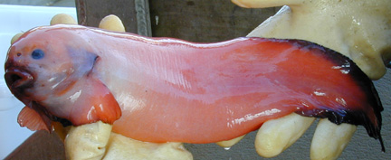 Takole je eden od članov družine Liparidae oziroma polžjih rib videti na suhem. | Foto: Thomas Hilmes/Wikimedia Commons