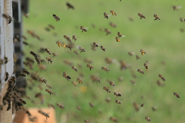 Bee | Foto: 