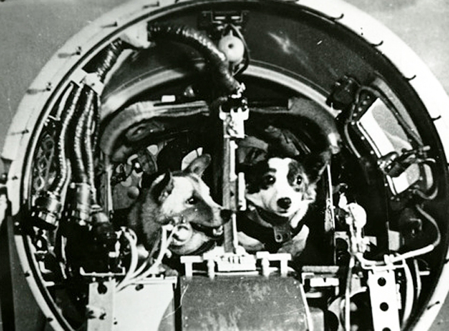 Lajka ni bil prvi ruski pes-astronavt. Od leta 1951 je Sovjetska zveza na več raketah proti vesolju poslala vsaj 12 psov, a nobeden ni dosegel orbite, obenem pa se jih je večina tudi varno vrnila nazaj na trdna tla. Tudi Albina, psička, ki je pred Lajkinim poletom že poletela blizu Zemljine orbite in je bila njena rezerva v primeru, da Lajka vendarle ne bi bila ustrezna kandidatka za misijo. | Foto: Wikimedia.ru