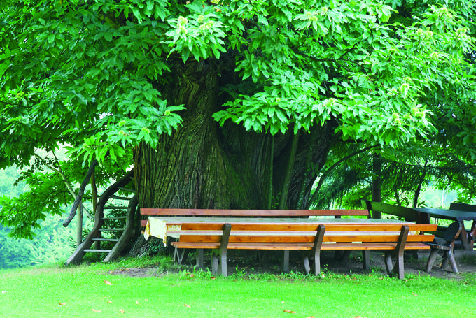 Gašperjev kostanj z izjemnimi merami je eno najbolj znanih dreves v Sloveniji. Vpisano je v Inventar najpomembnejše naravne dediščine Slovenije, najdete pa ga ob domačiji Gašperja Kiška v kraju Radeče.   | Foto: Mladinska knjiga