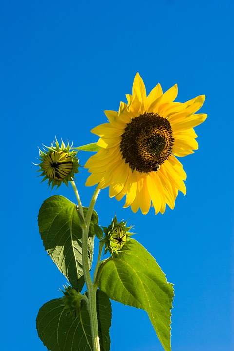 sončnica | Foto: Pixabay