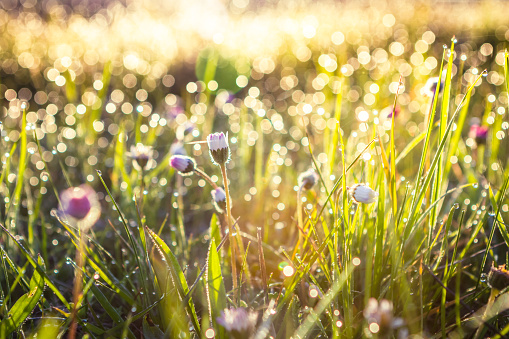 Trenutno cvetijo trave, ki sodijo med visoko alergene rastline. | Foto: Thinkstock