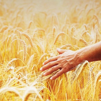Barilla pšenica