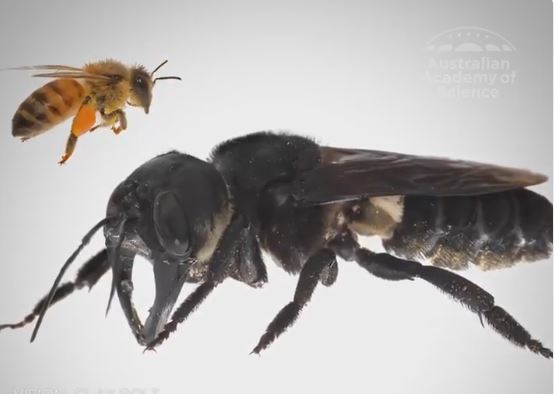 čebela velikanka | Foto: Twitter - Voranc