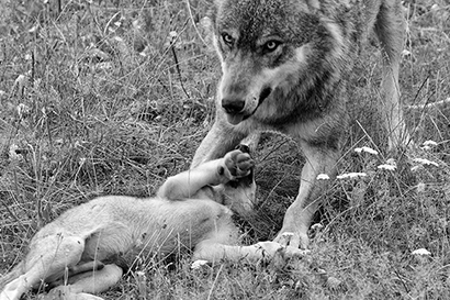 Skrivnost volkov | Foto: 