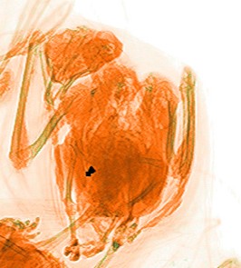 Rentgenski posnetek ustreljenega galeba z zračno puško. | Foto: Društvo za opazovanje in preučevanje ptic Slovenije
