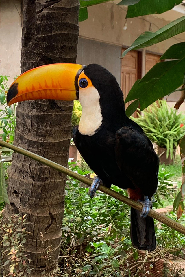 Ko vidiš, da tukan tudi hitro leti po džungli, je občudovanje tega ptiča še večje.  | Foto: Rajko Gerič