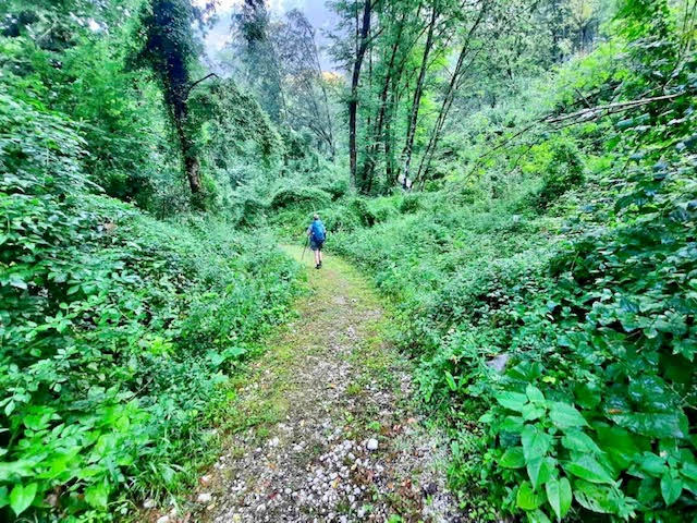 Kot da bi hodil po deževnem gozdu. Vlažna, mokra in živo zelena narava ob Soči. | Foto: Gorazd Reberšak